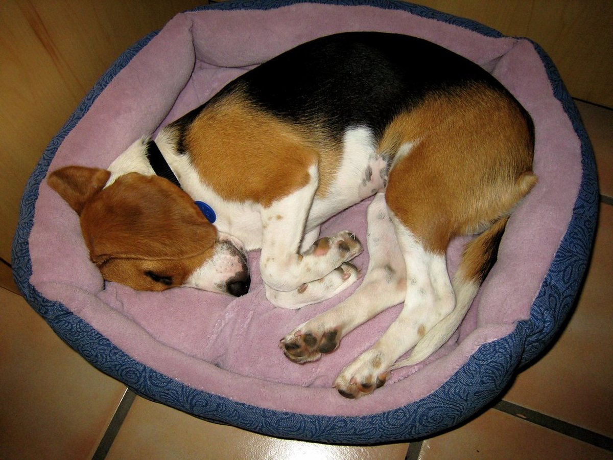 Two dogs curled up asleep together in a soft bed