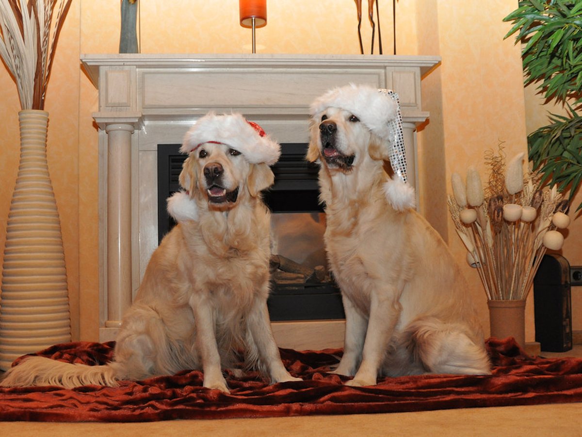 Two golden retrievers sitting together indoors