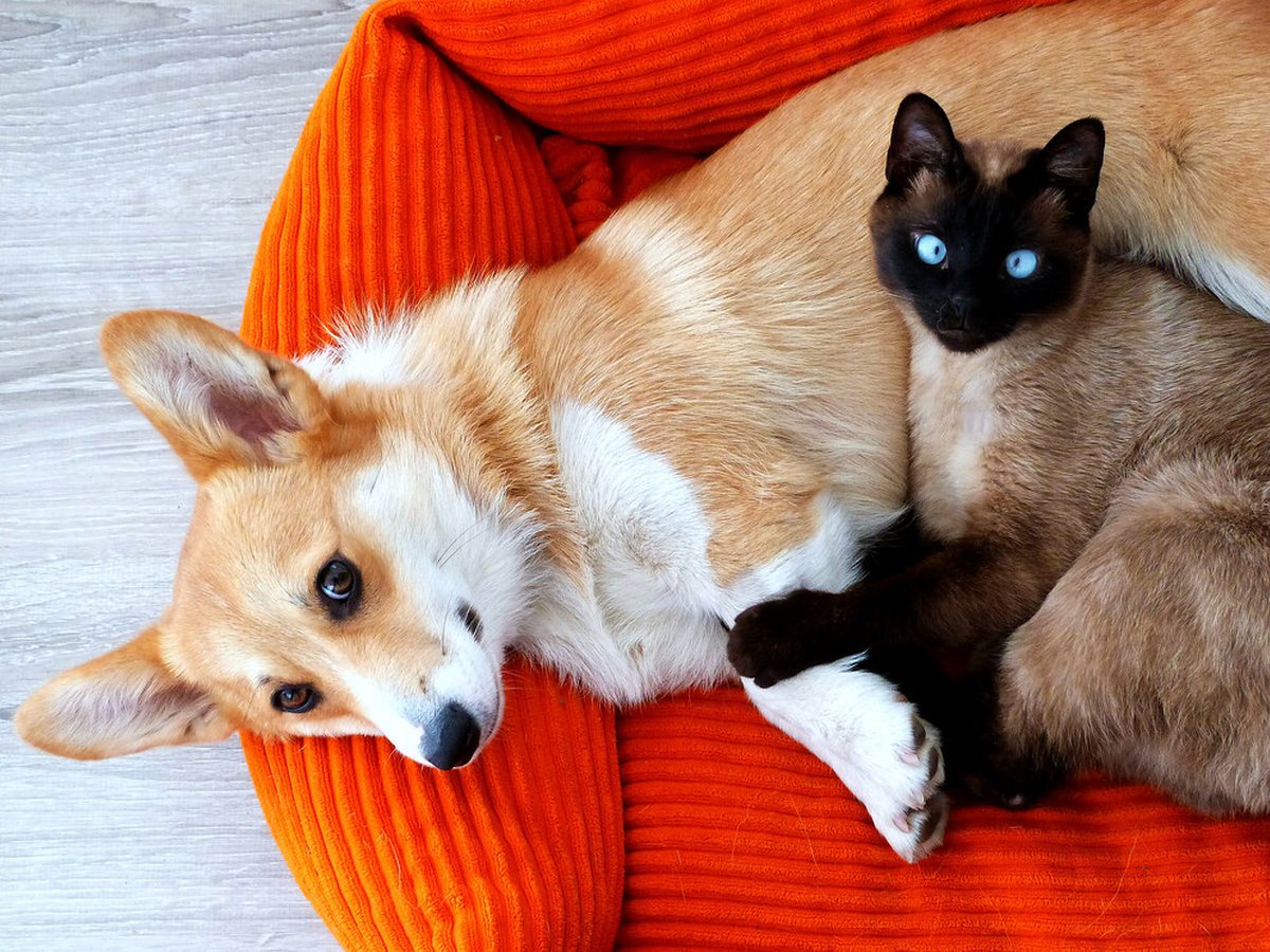 A corgi resting on a bed next to a cat