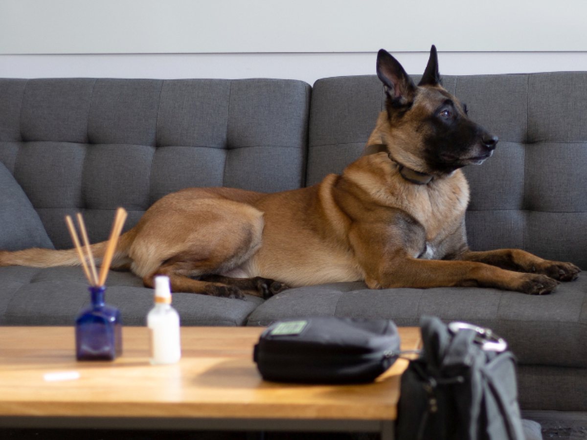 A dog stretched out on the couch at home