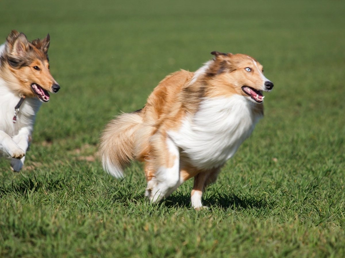 Two dogs running together across a lawn