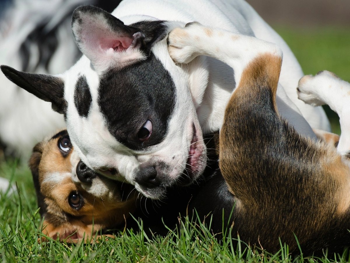 Two dogs play-wrestling in the grass