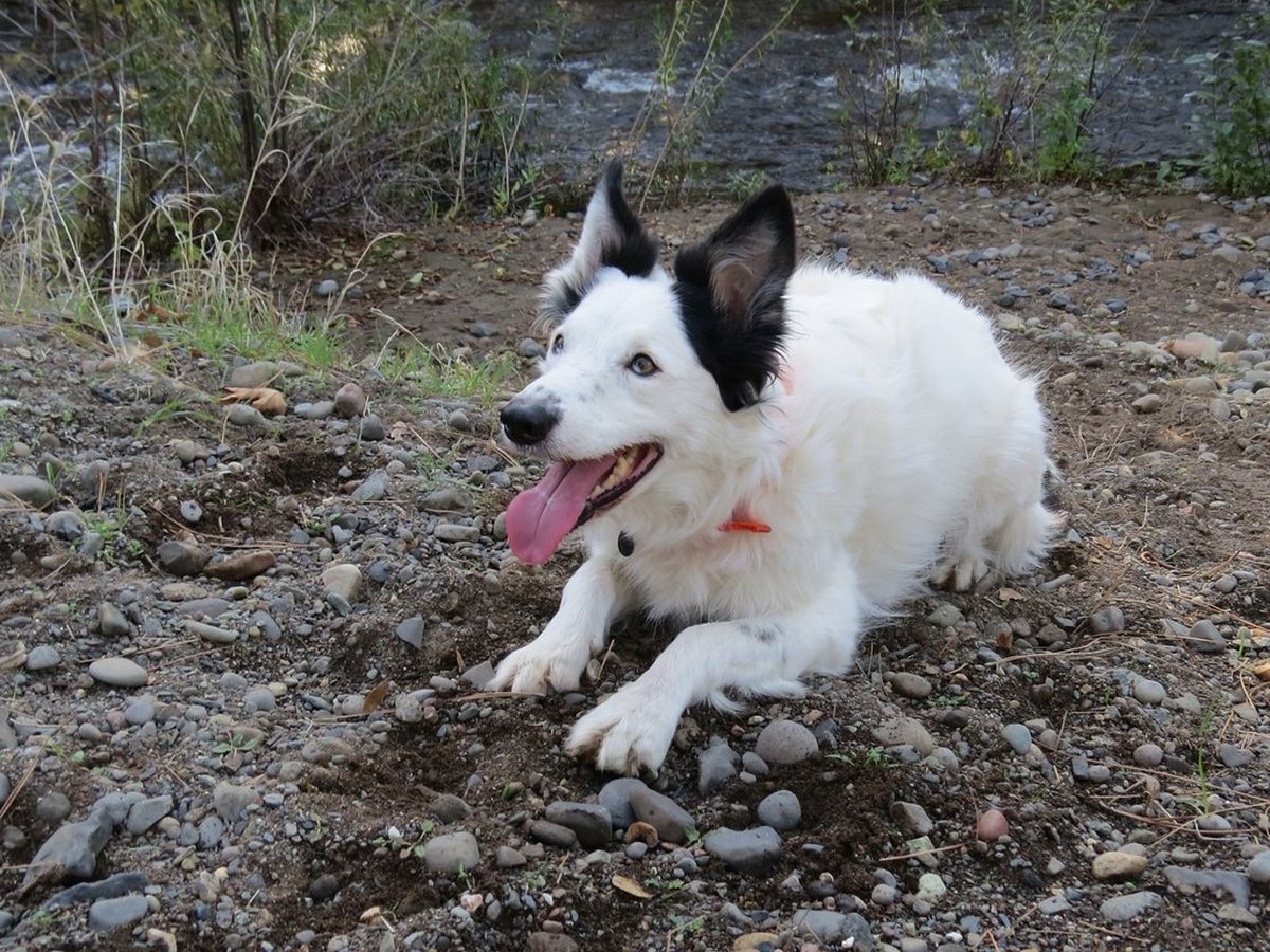 A grinning black and white dog outdoors