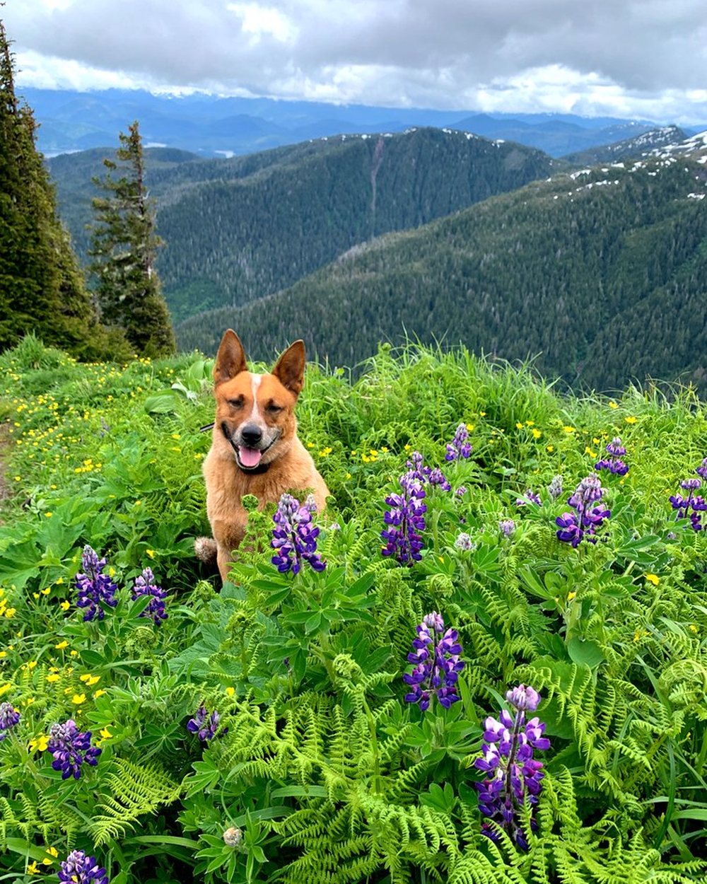 A dog standing in a field of wildflowers