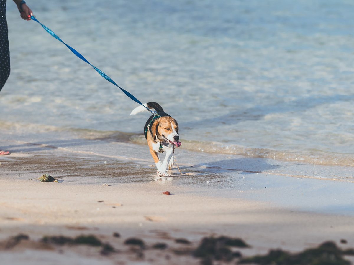 A beagle being walked along the water's edge