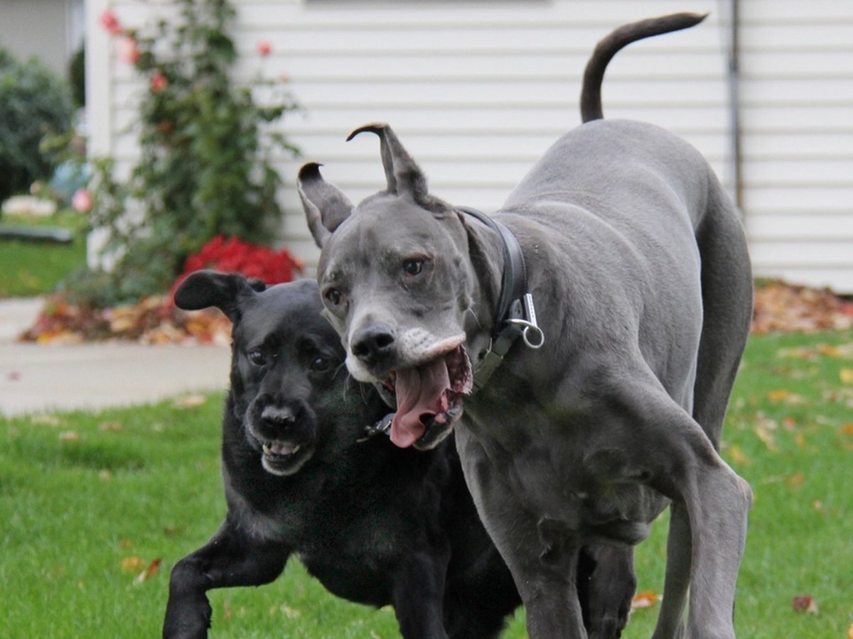 Two dogs running side by side across a yard