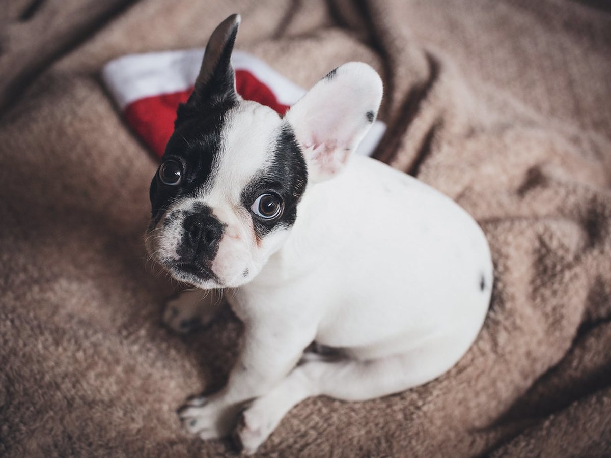 A puppy curled up on a soft blanket