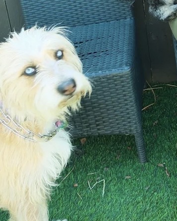 One of the dogs in Mariam's care out in the yard