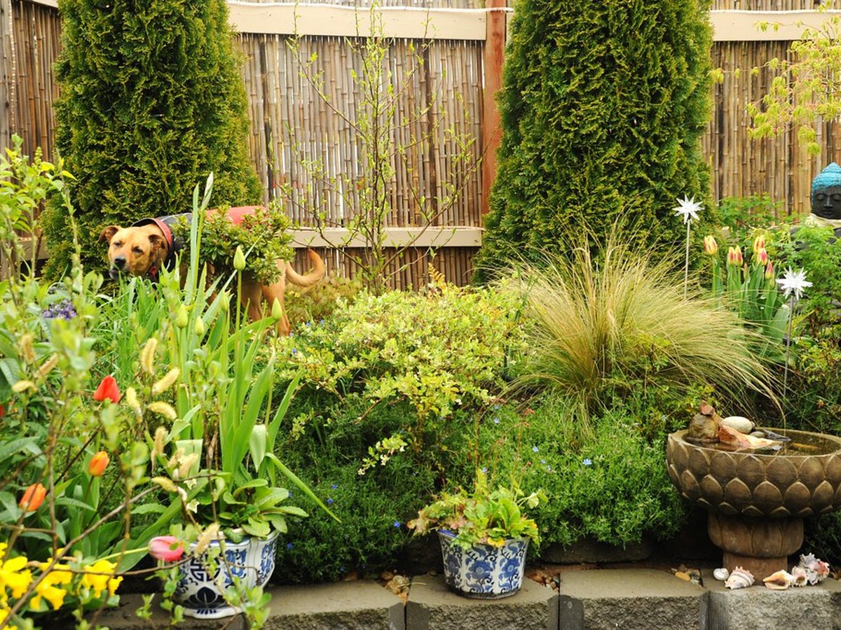 A green, fenced backyard with planting beds